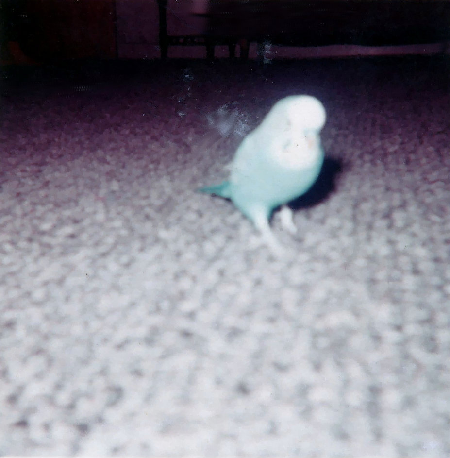 Pete walking on the floor