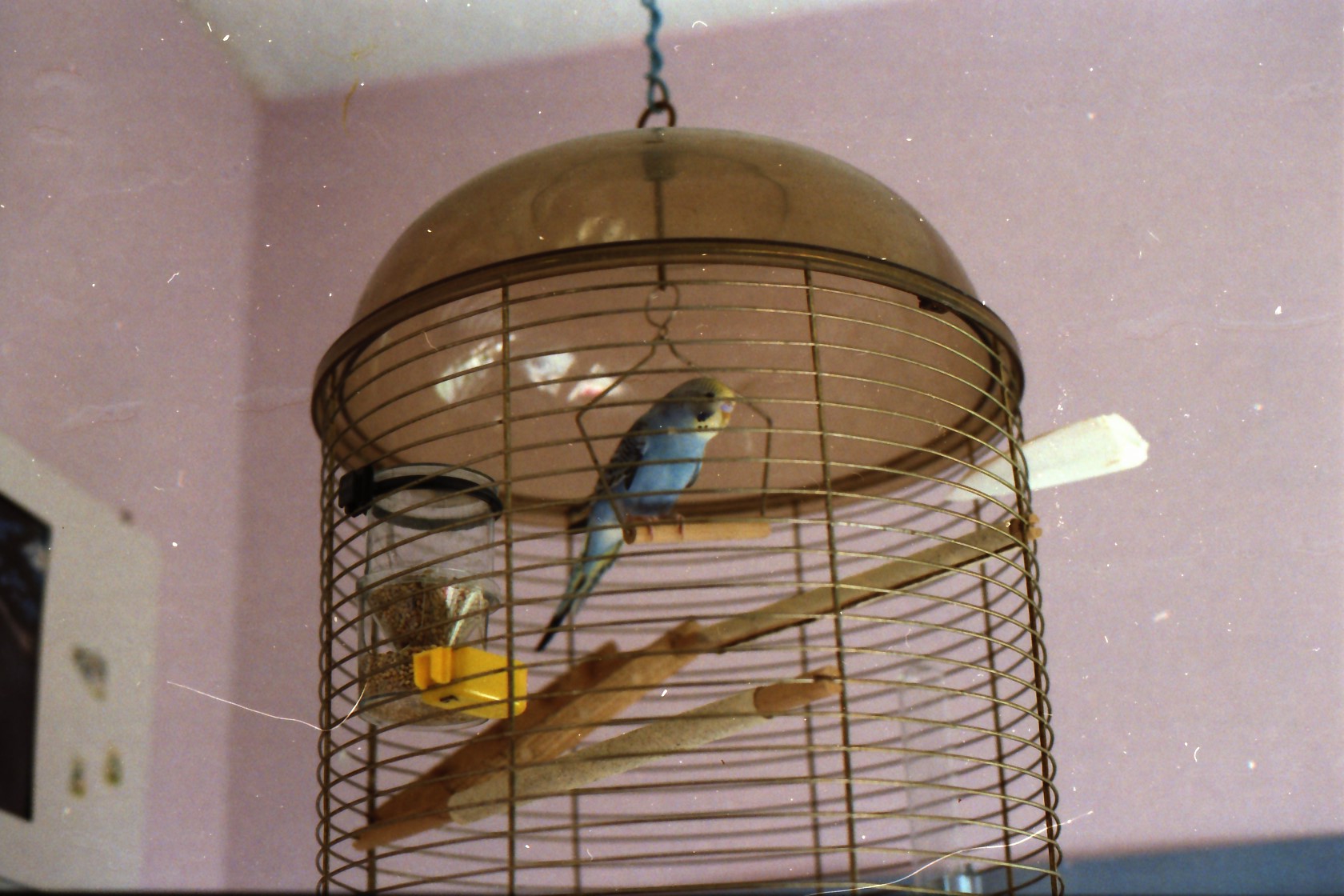 Parakeet