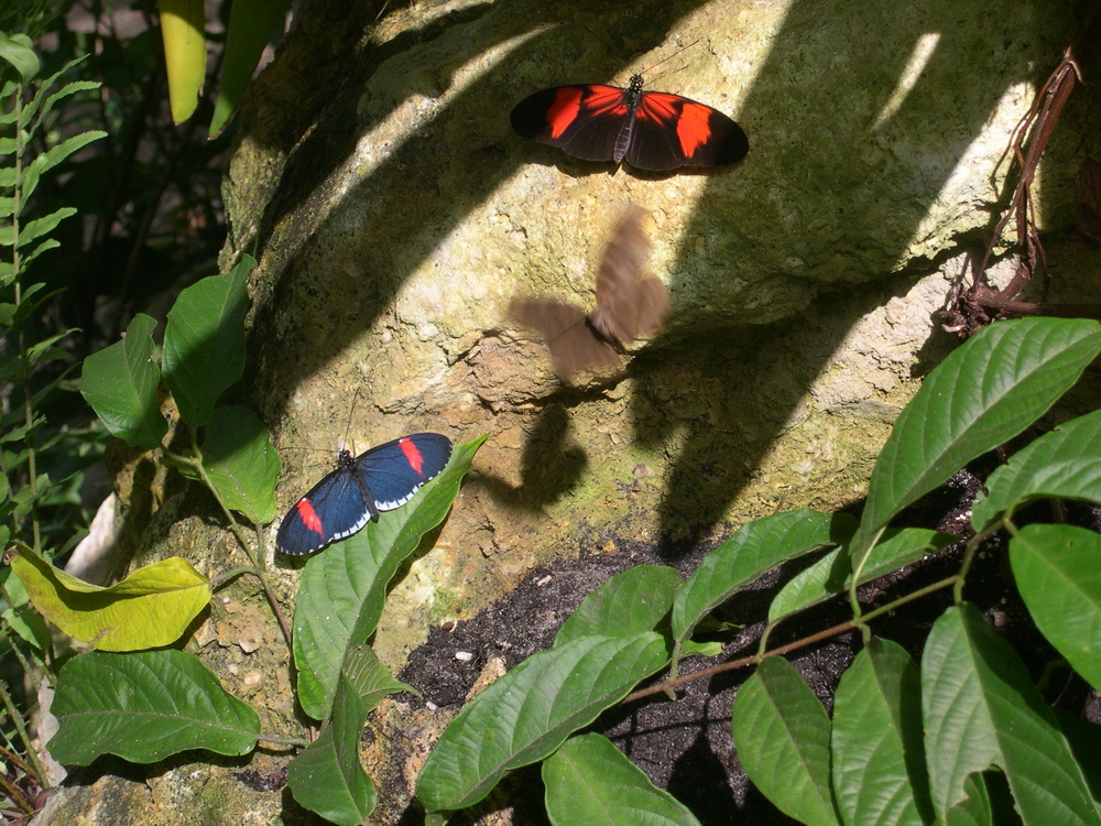 Butterflies