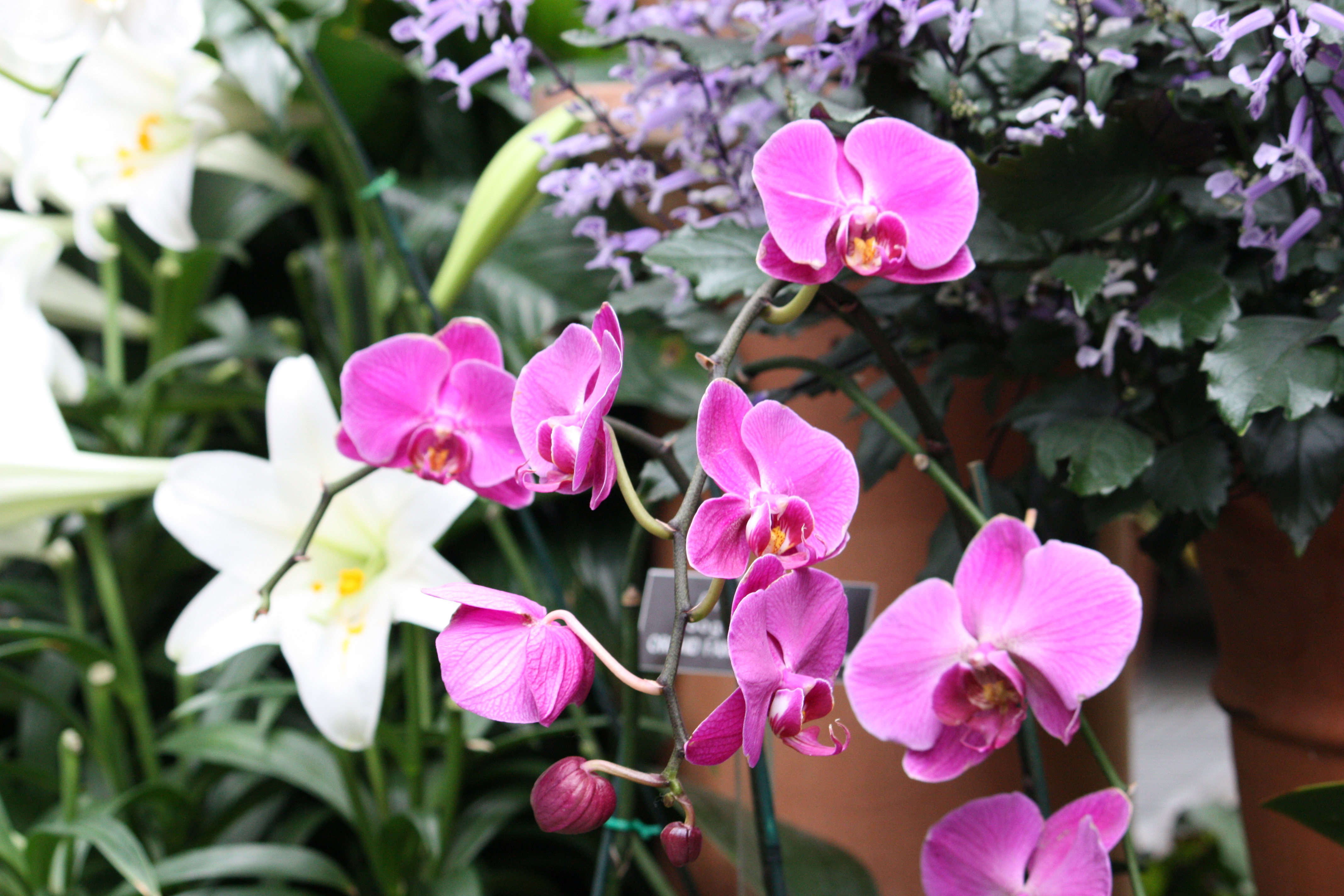 Botanic Gardens were full of flowers