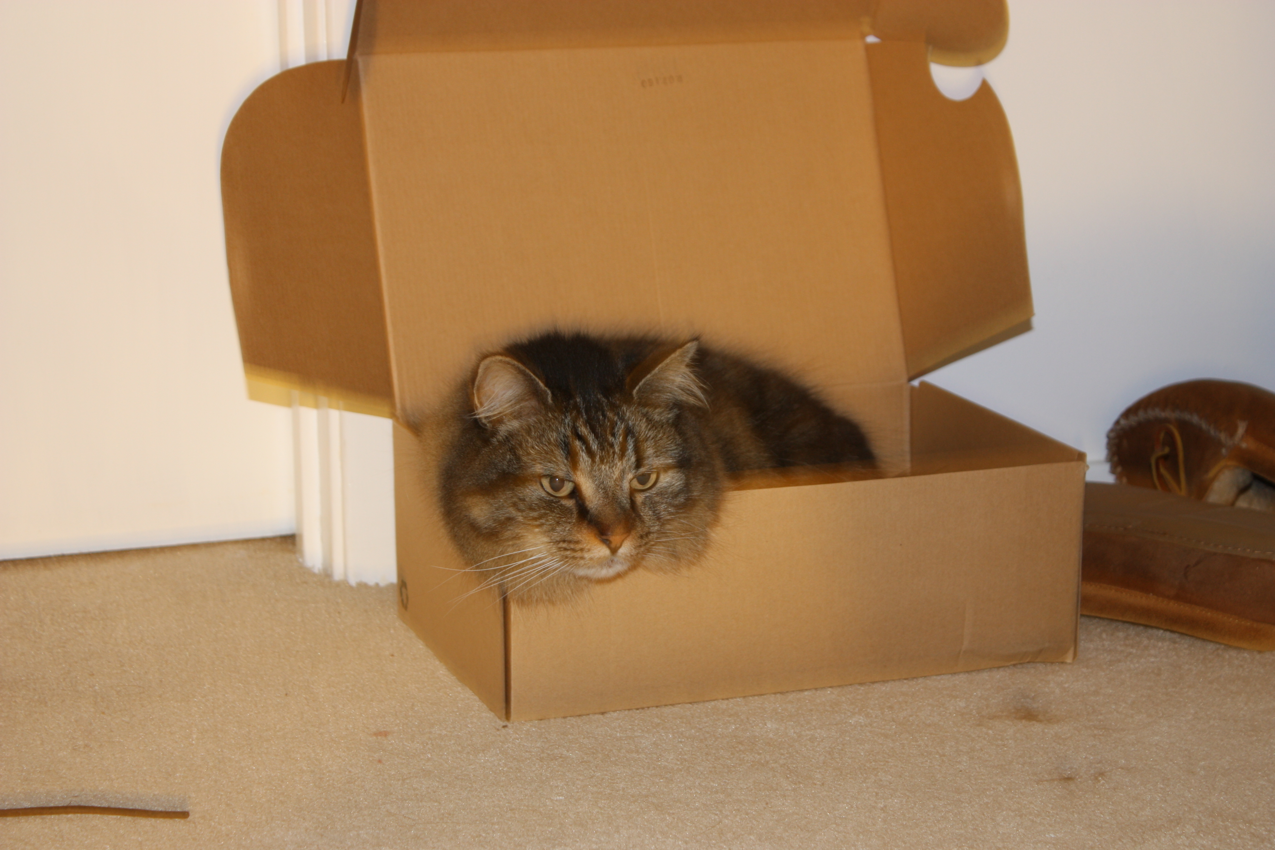 Nebie in a shoe box
