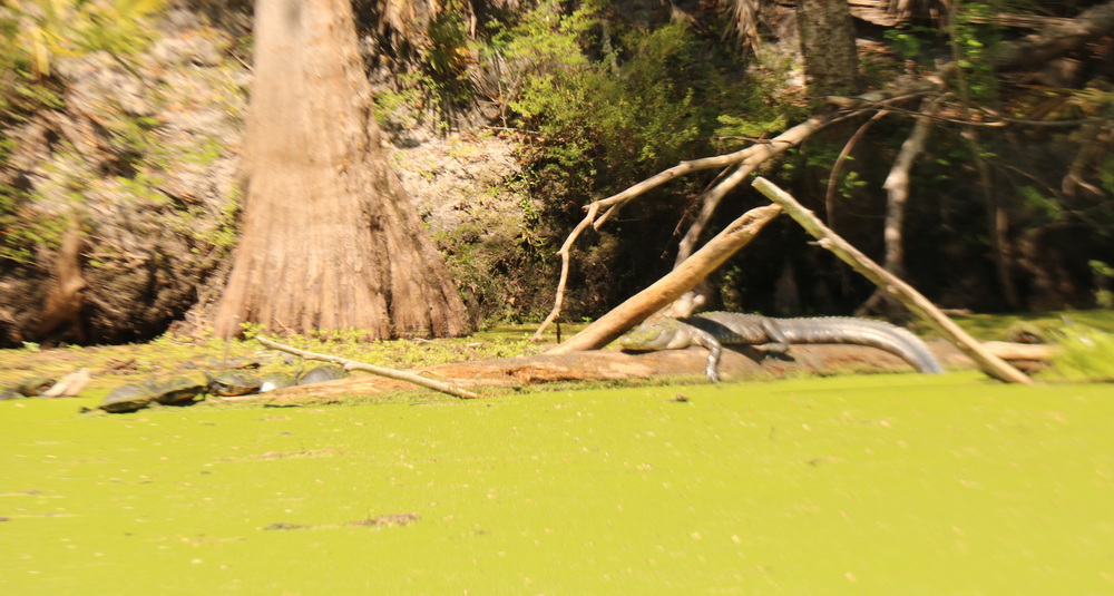 Alligator