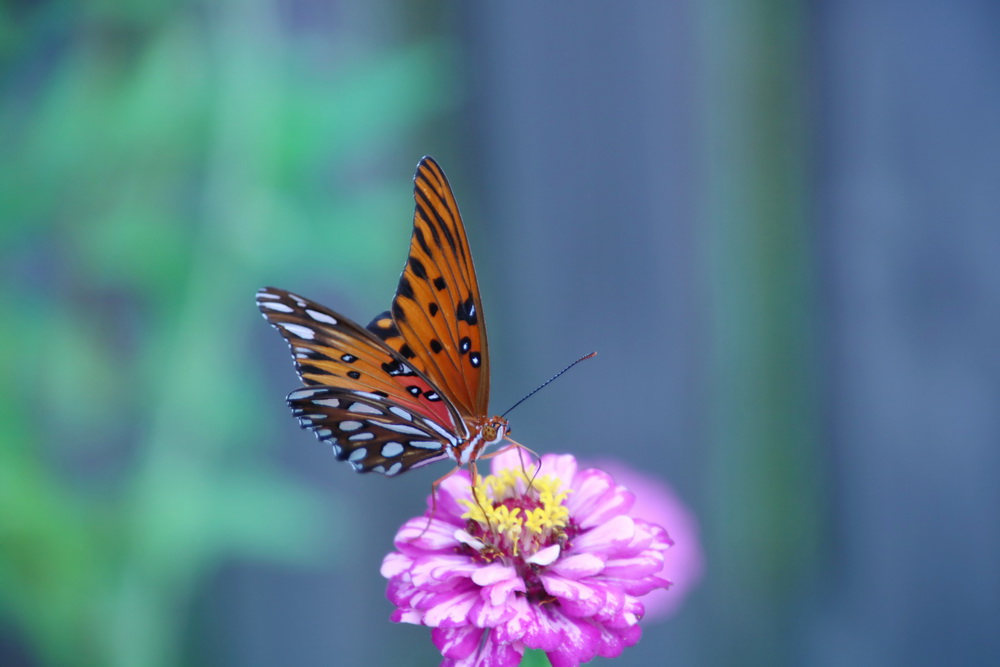 Butterfly