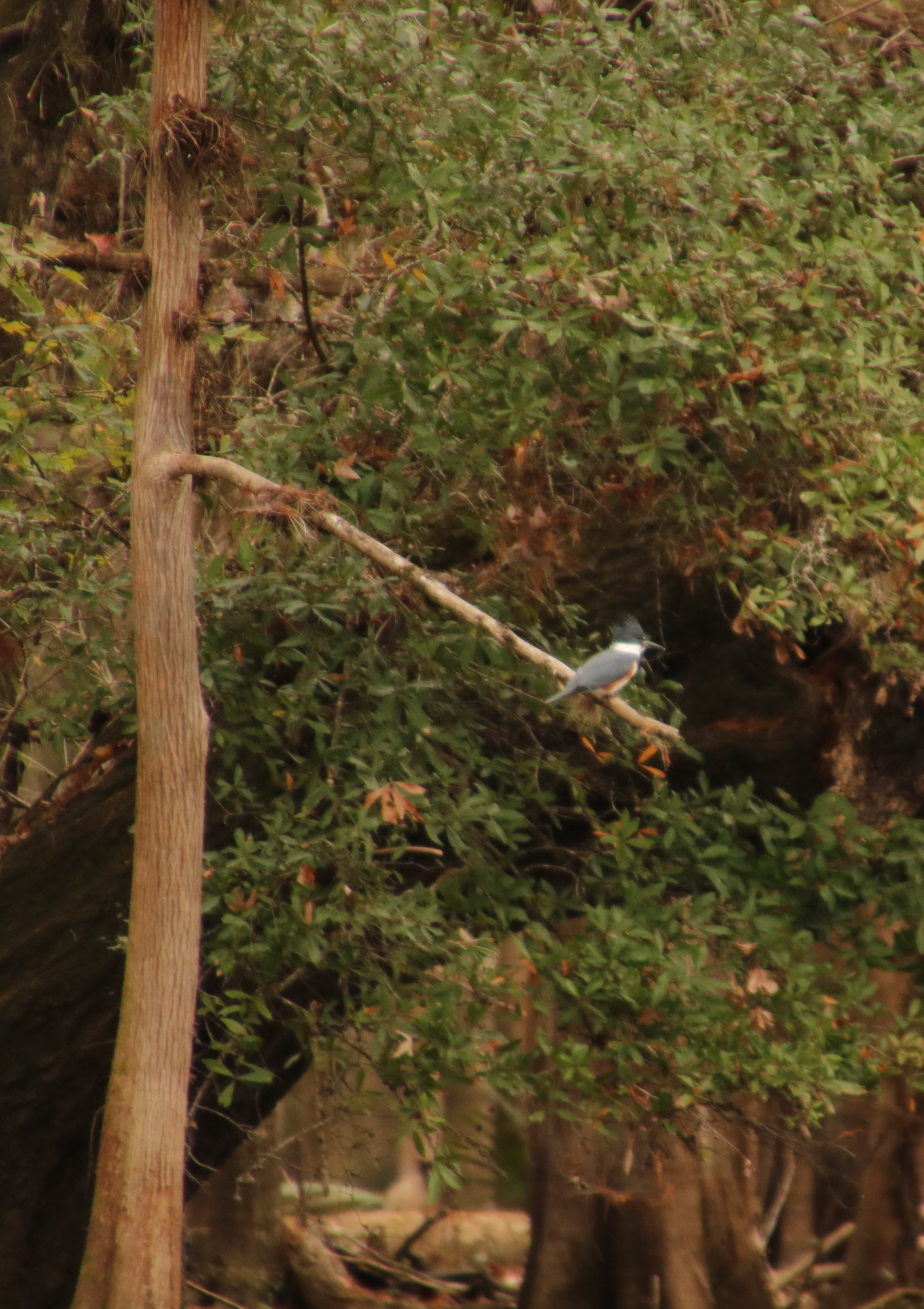 Kingfisher