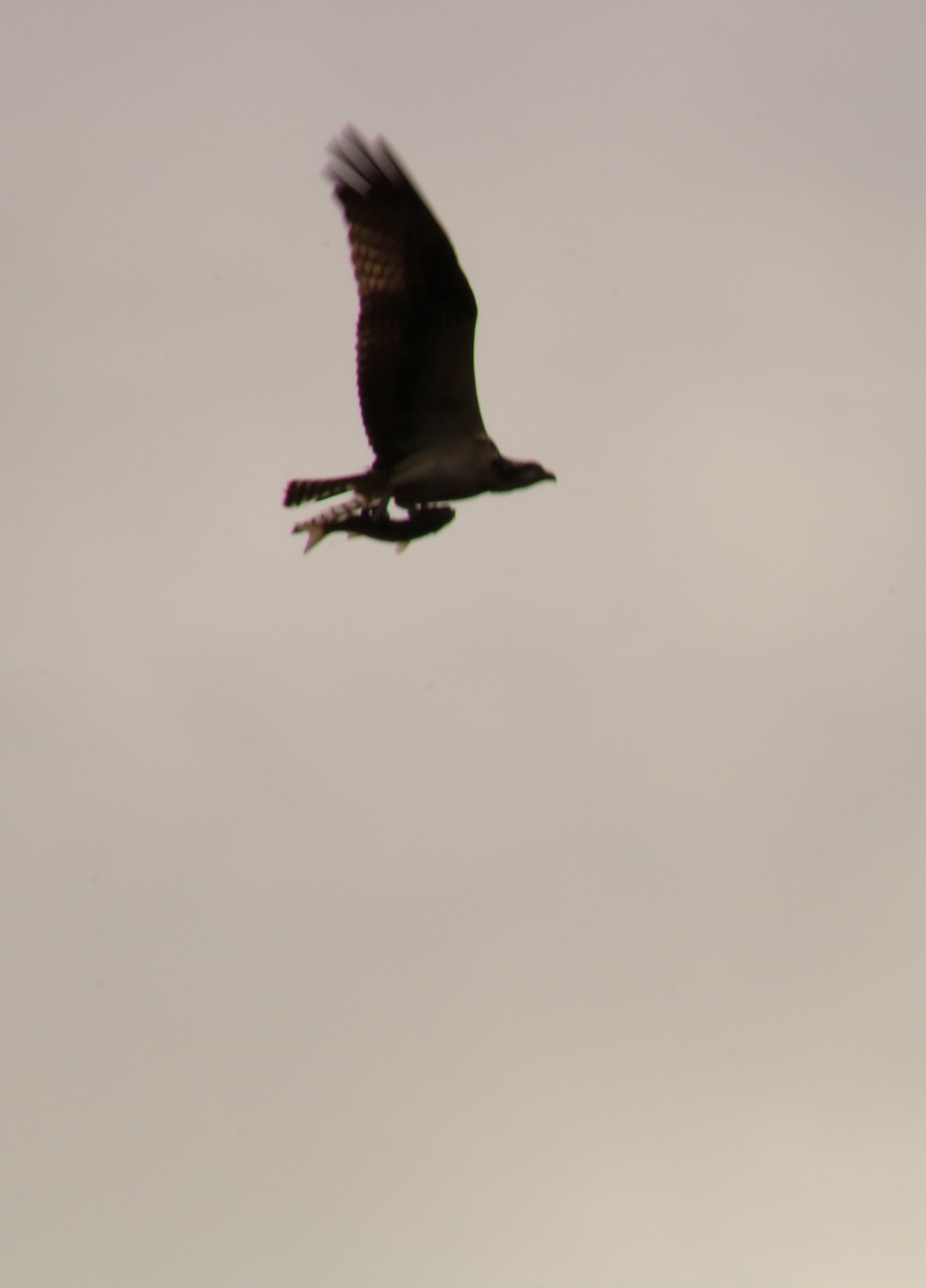 Osprey with Fish