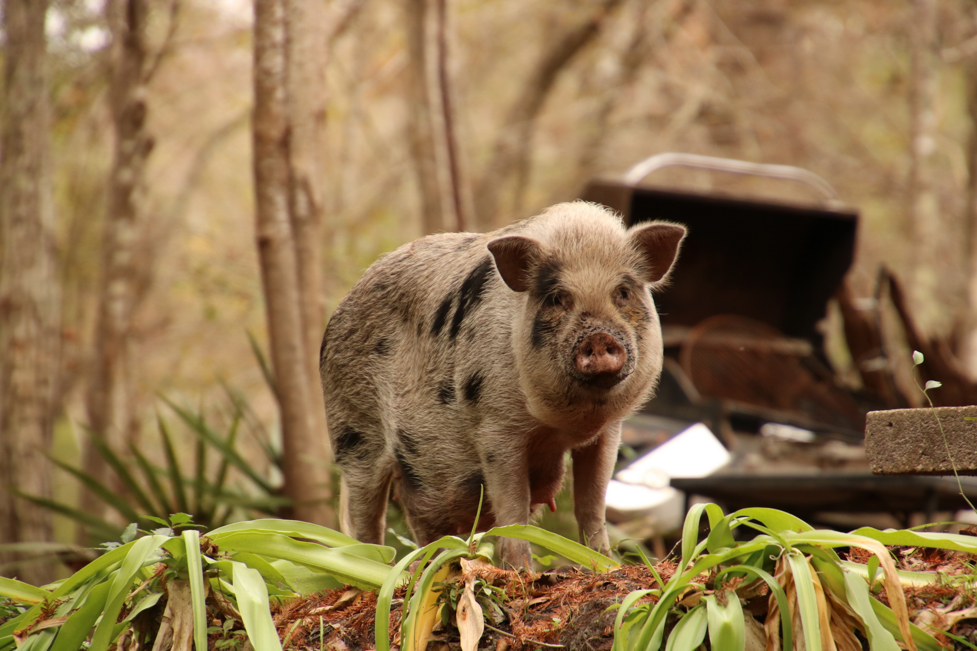 Moma Pig
