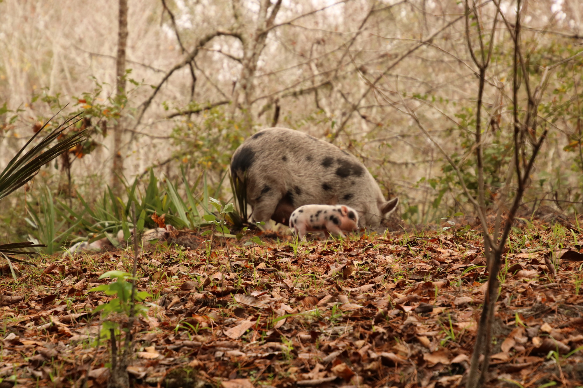 Moma pig teaching piglet to root