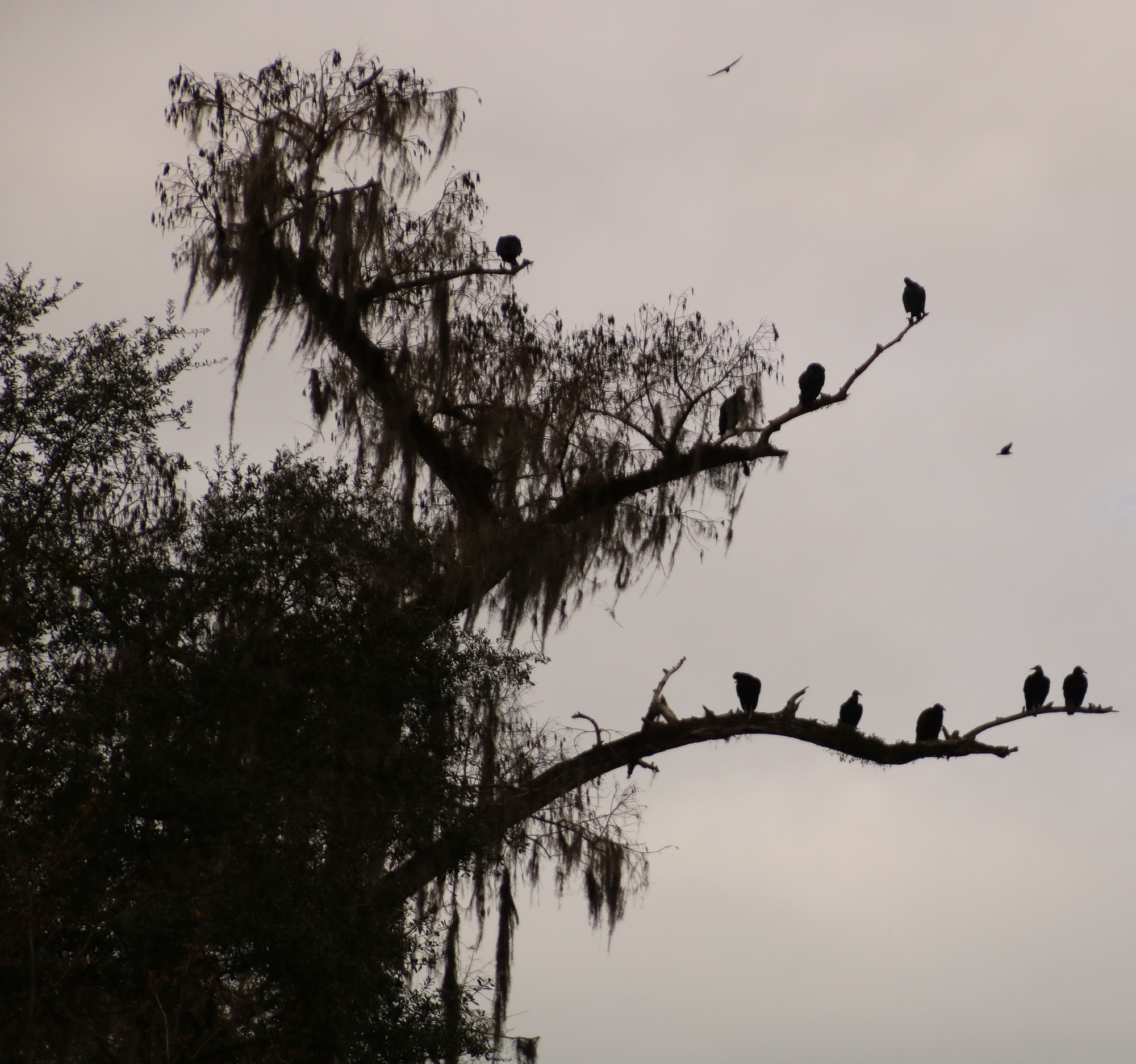 Buzzard Tree