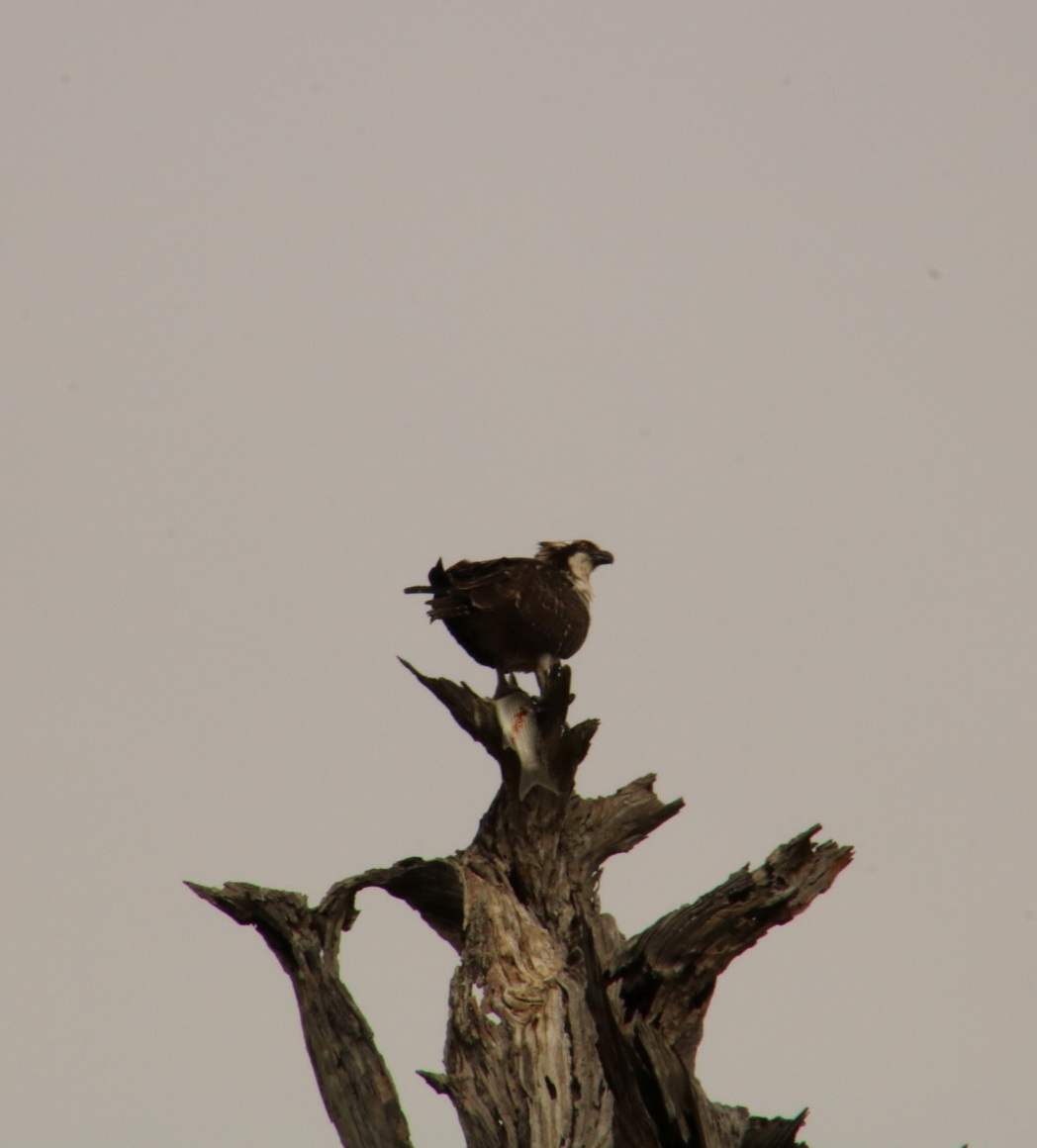 Osprey with fish in Buzzard tree