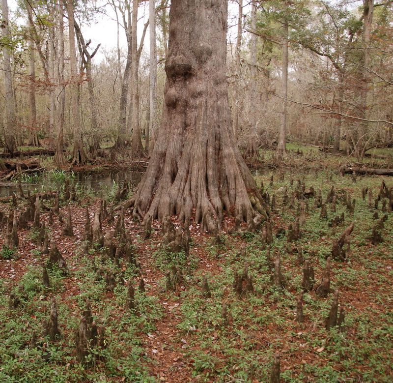 Cypress Tree gnomes