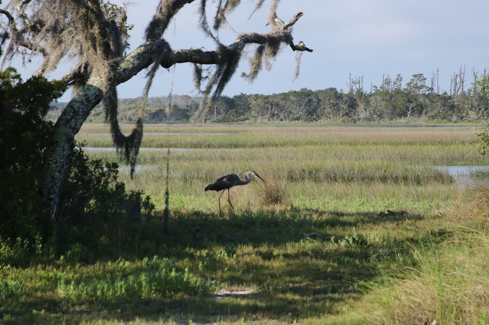 Upon which the Great Blue Heron hunted