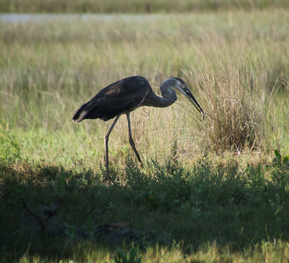 Finding a morsel prey
