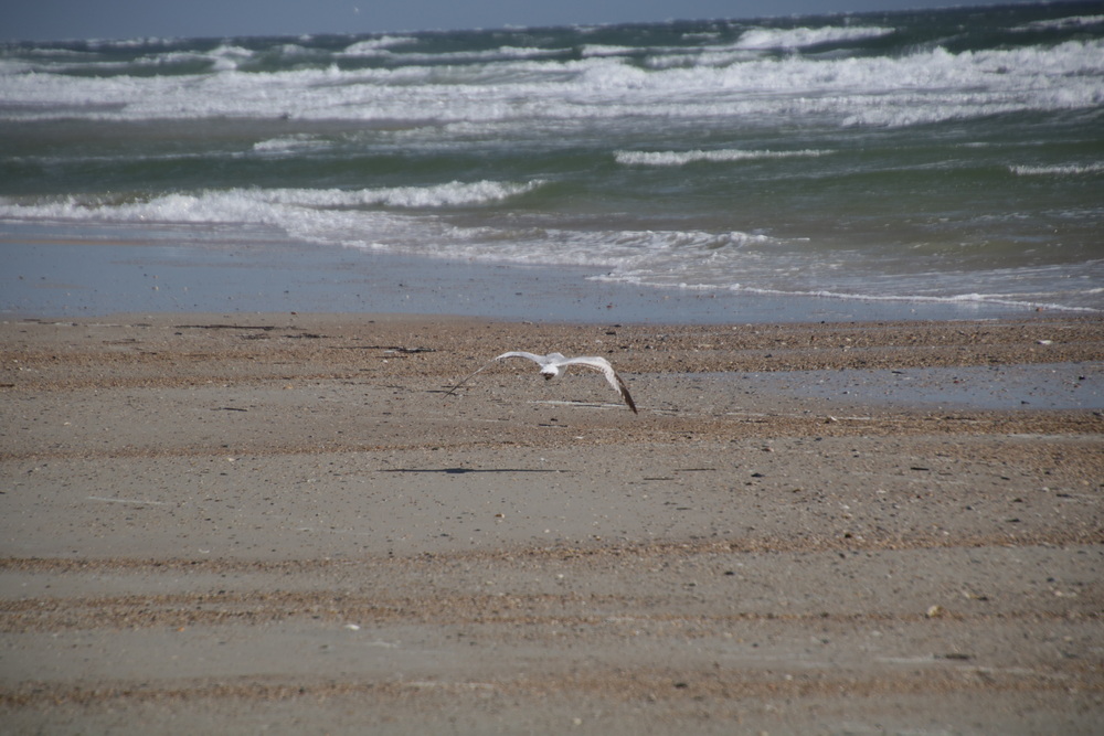 The gull flies away 