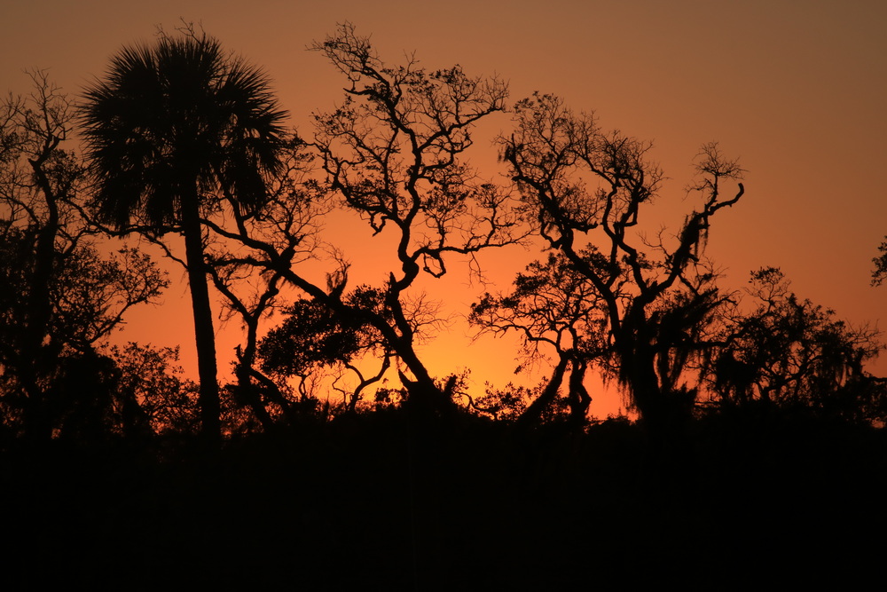 Trees silhouetted in sunset colors