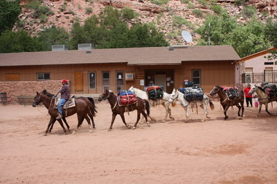 Horses