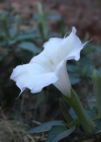 The Sacred Datura Flower