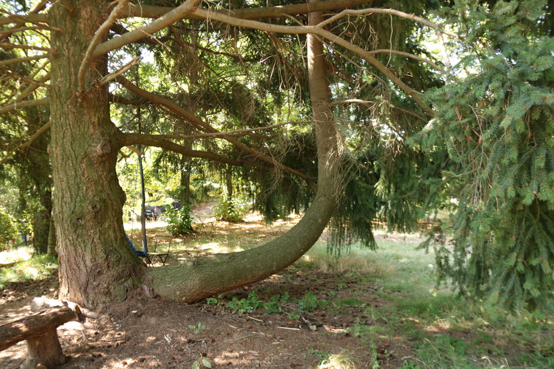 Sitting tree