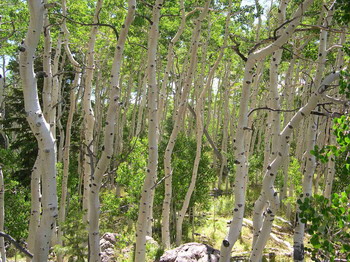 Aspens